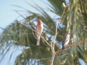 Finches