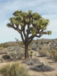 Joshua tree