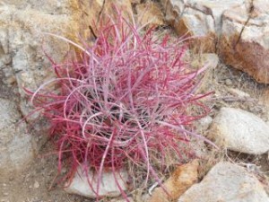 Desert flora