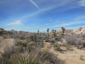 Mojave desert