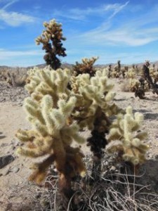 Cholla Cactus Garden