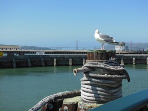 Gull & Bridge