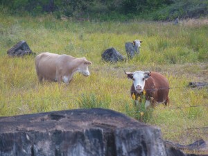 cows