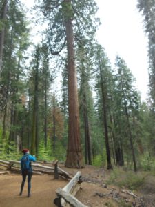 Tuolumne Grove