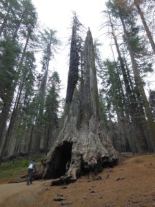 Tuolumne Grove