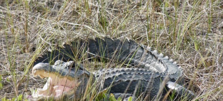 Everglades National Park and Big Cypress National Preserve